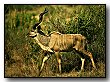 link-kudu.jpg (5247 bytes)